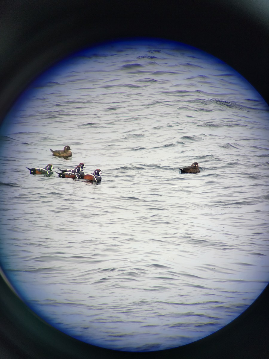 Harlequin Duck - ML537184301