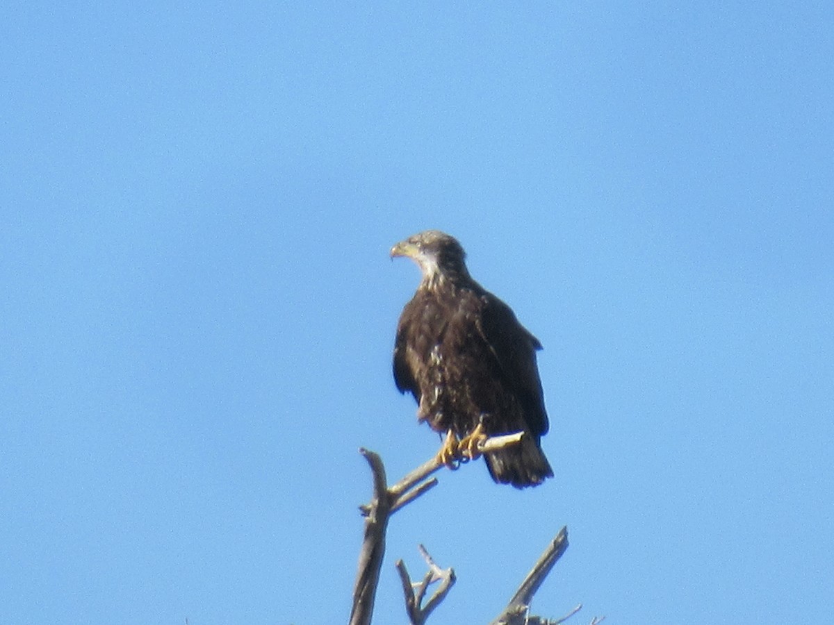 Bald Eagle - ML537184311