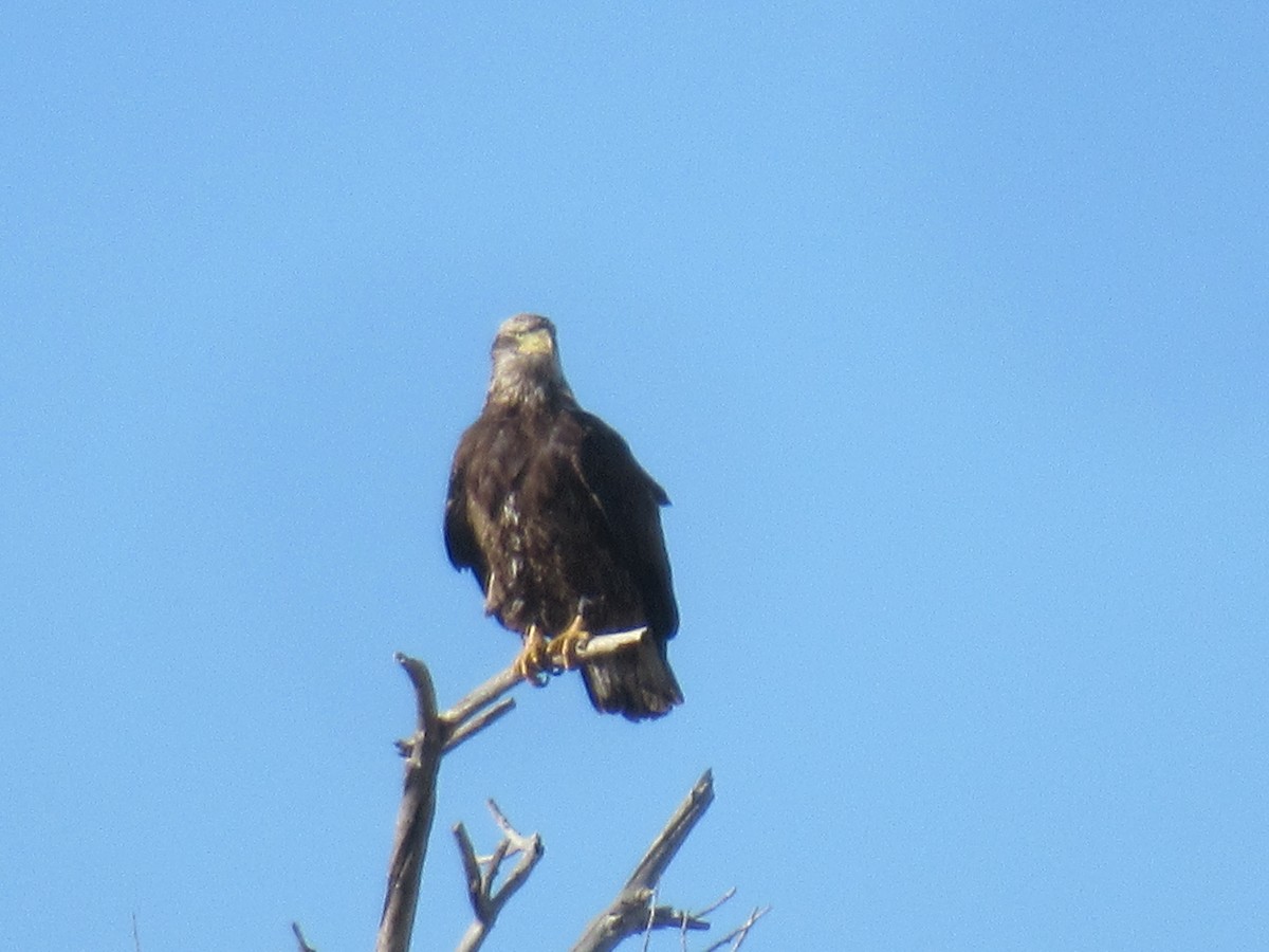 Bald Eagle - ML537184321
