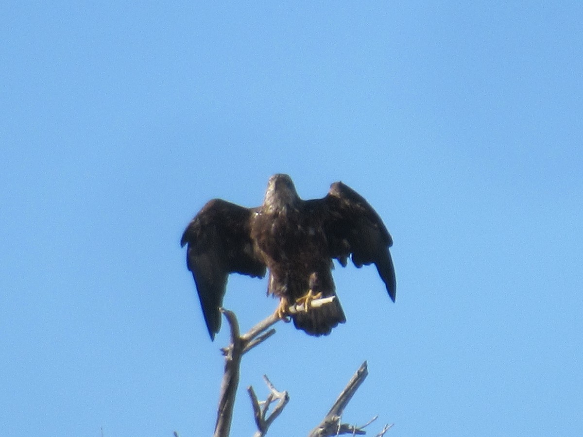 Bald Eagle - ML537184371
