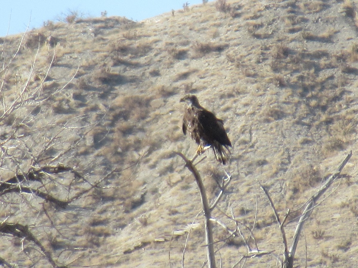 Bald Eagle - ML537184381