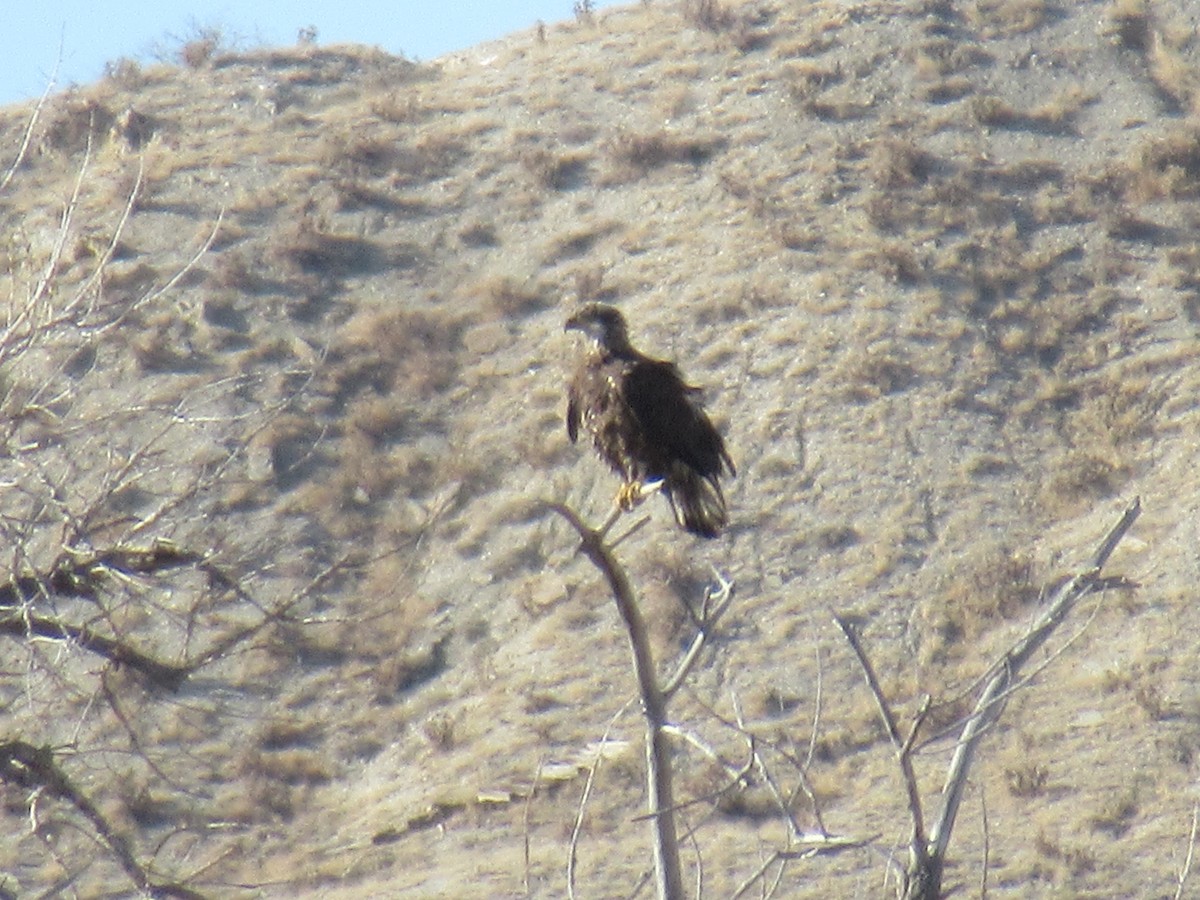 Bald Eagle - ML537184391