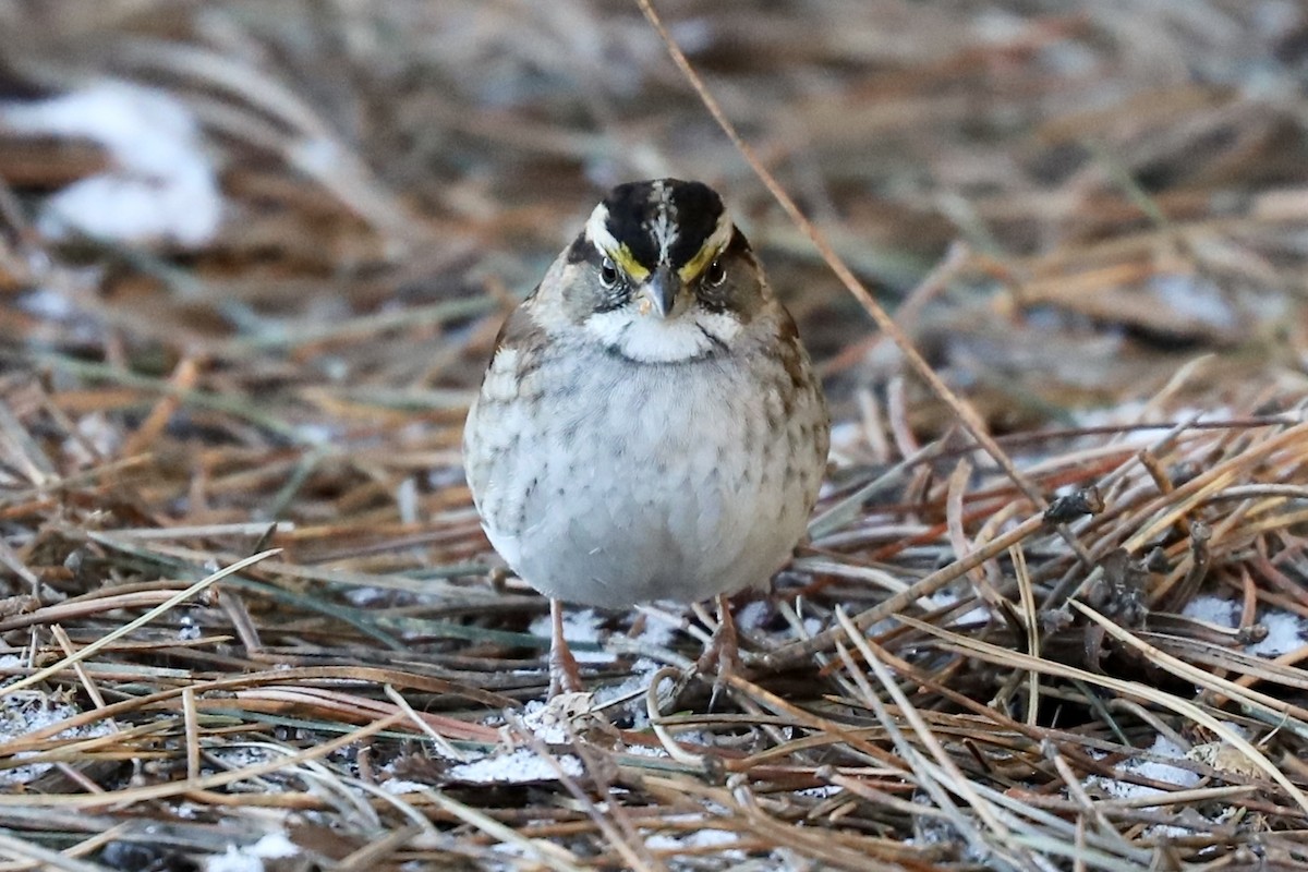 White-throated Sparrow - ML537184741