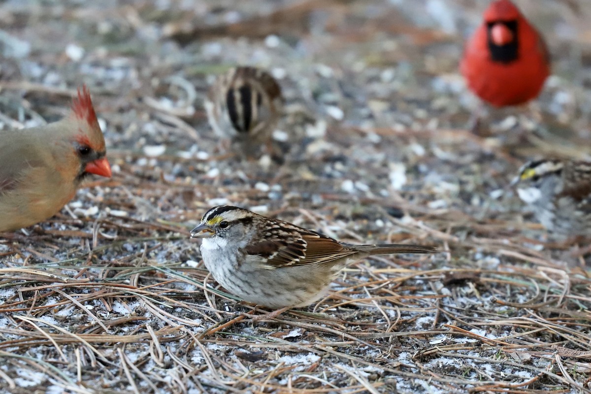 White-throated Sparrow - ML537184751