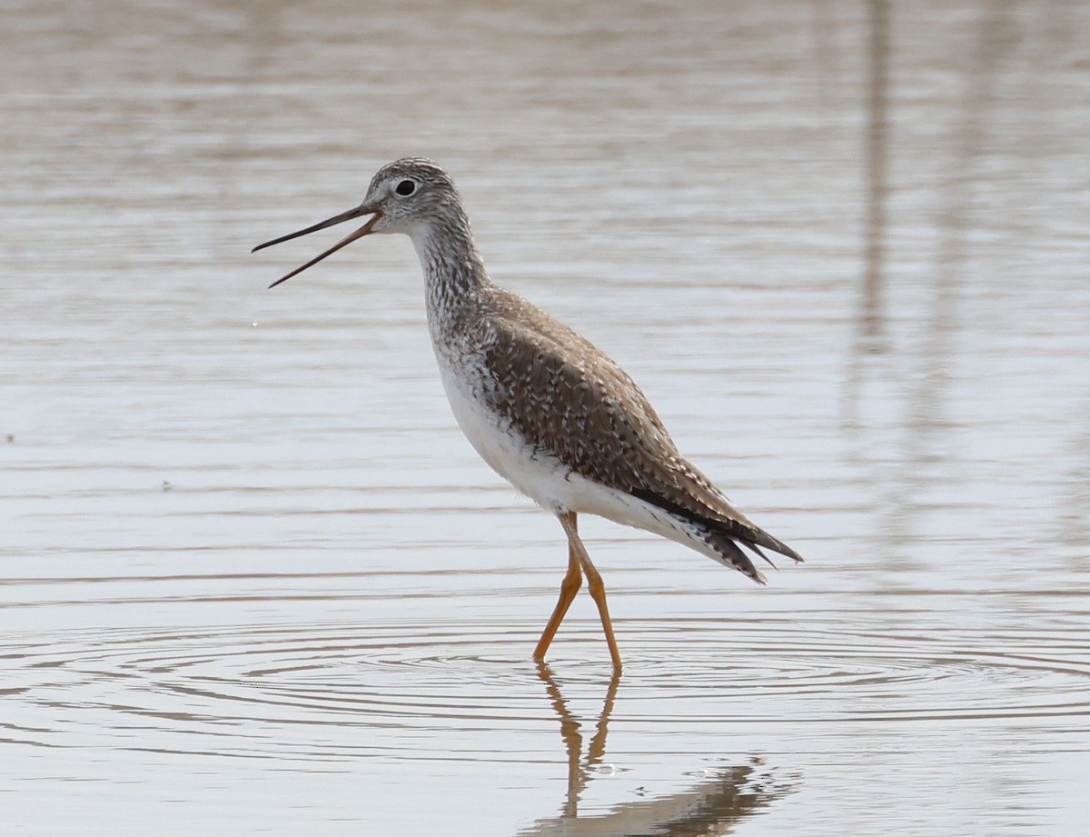 Greater Yellowlegs - ML537185061