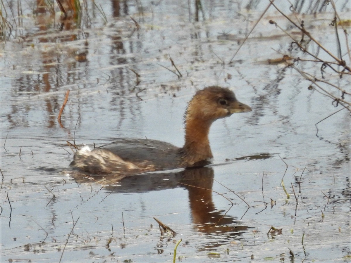 Pied-billed Grebe - ML537185421