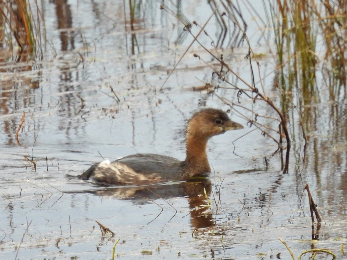 Pied-billed Grebe - ML537185441