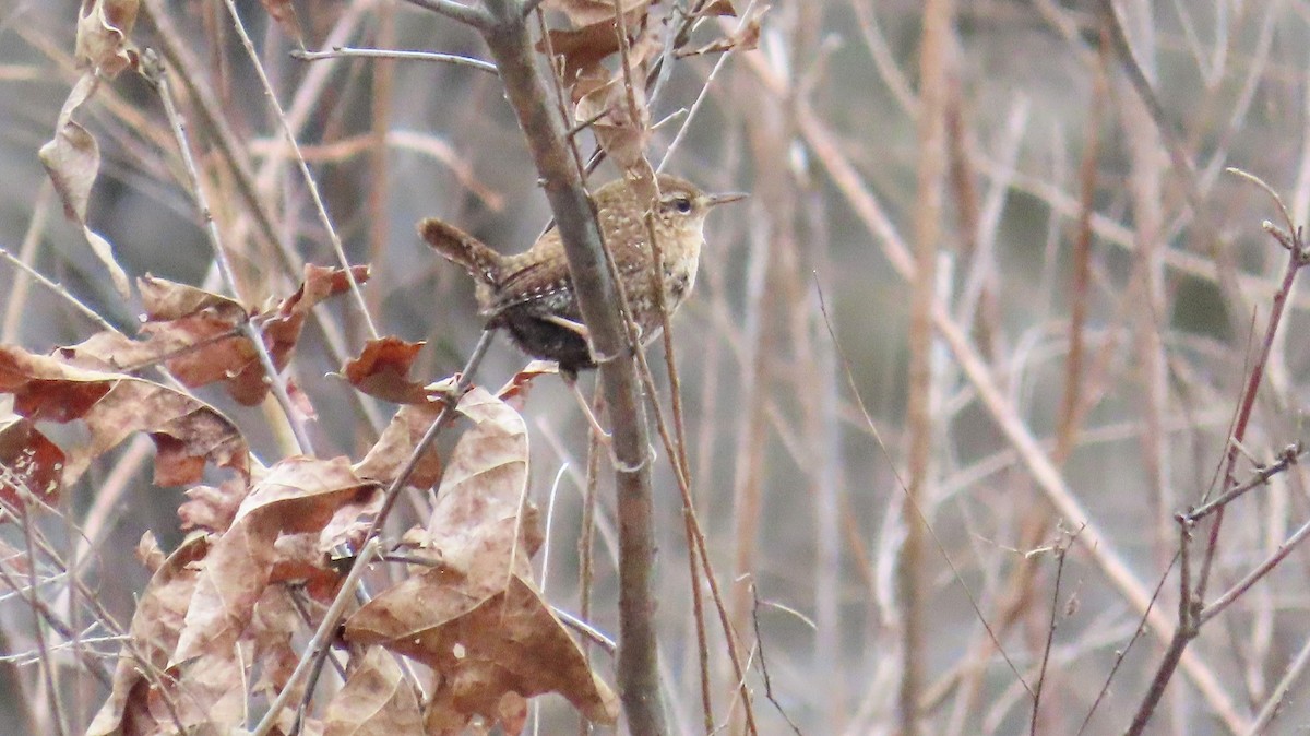 Winter Wren - ML537185621