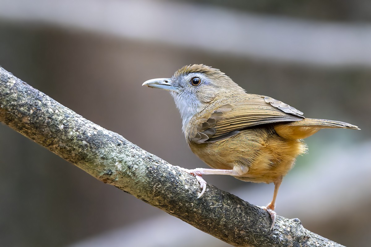 Abbott's Babbler - ML537186001