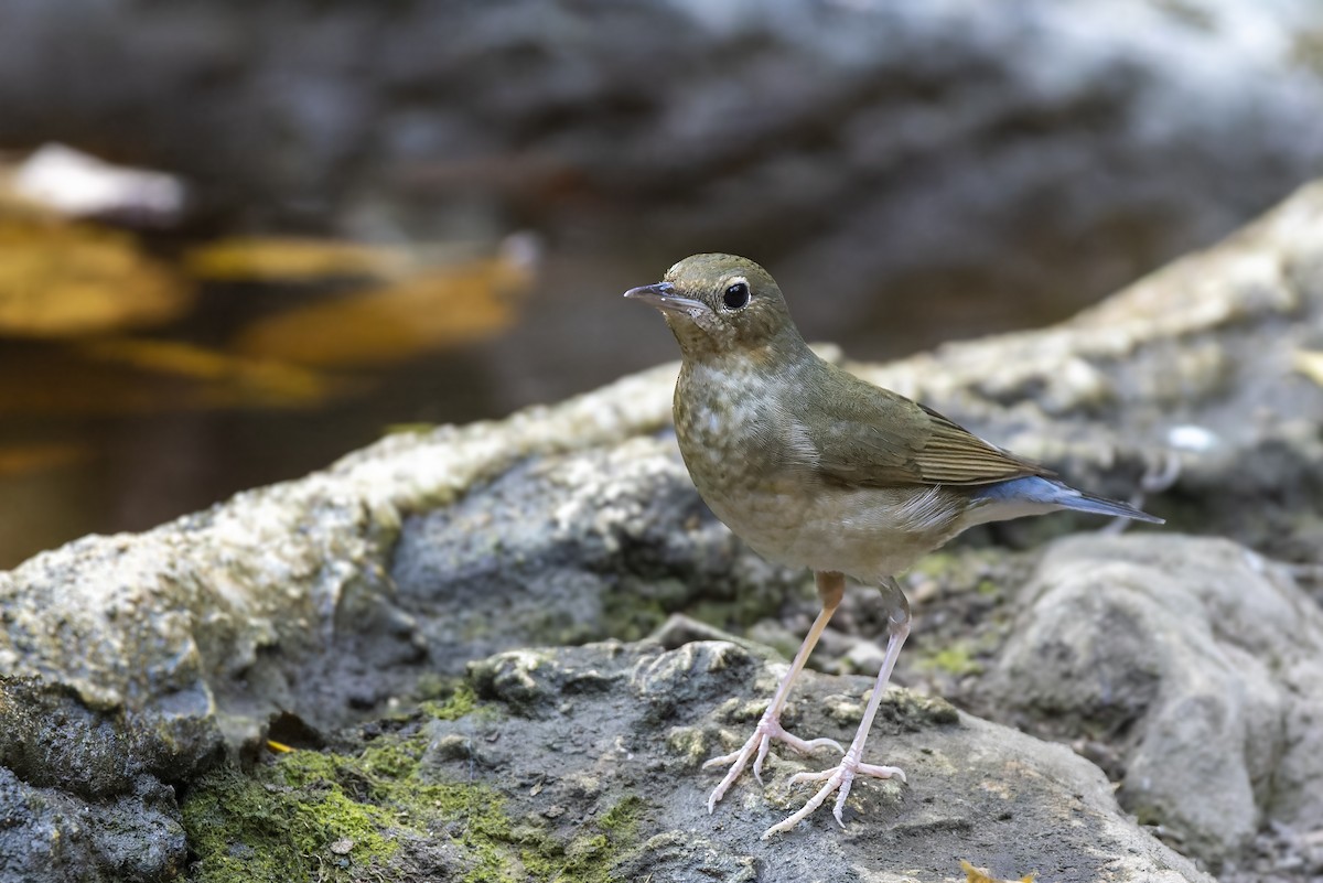 Siberian Blue Robin - ML537186411