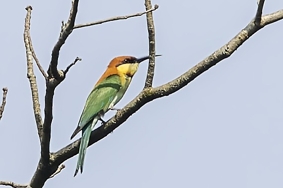 Chestnut-headed Bee-eater - Bradley Hacker 🦜