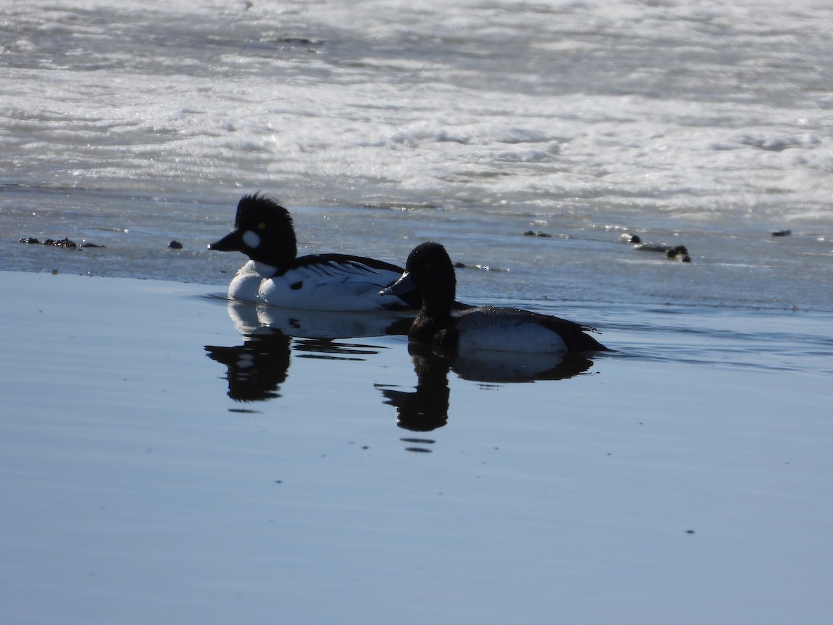 Lesser Scaup - ML537188551