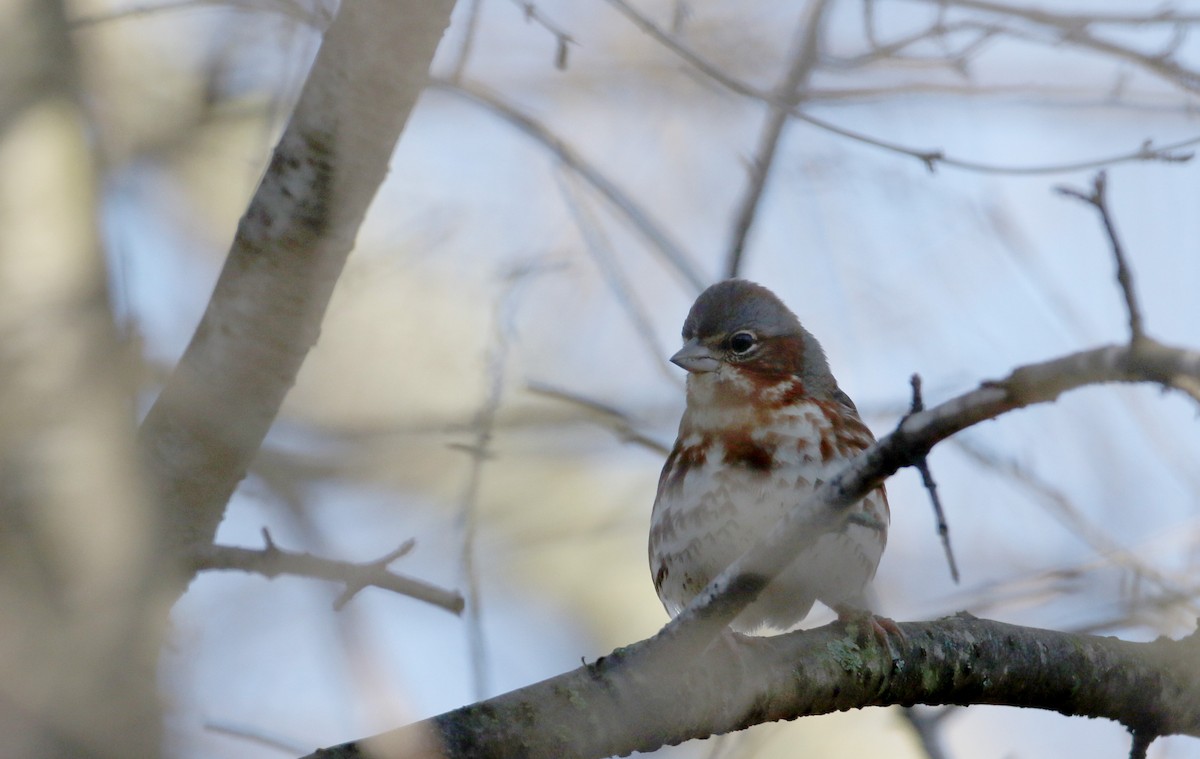 Fox Sparrow (Red) - ML53718921