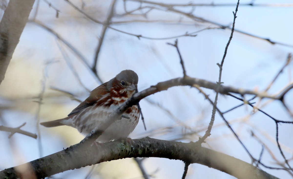 Fox Sparrow (Red) - ML53718931