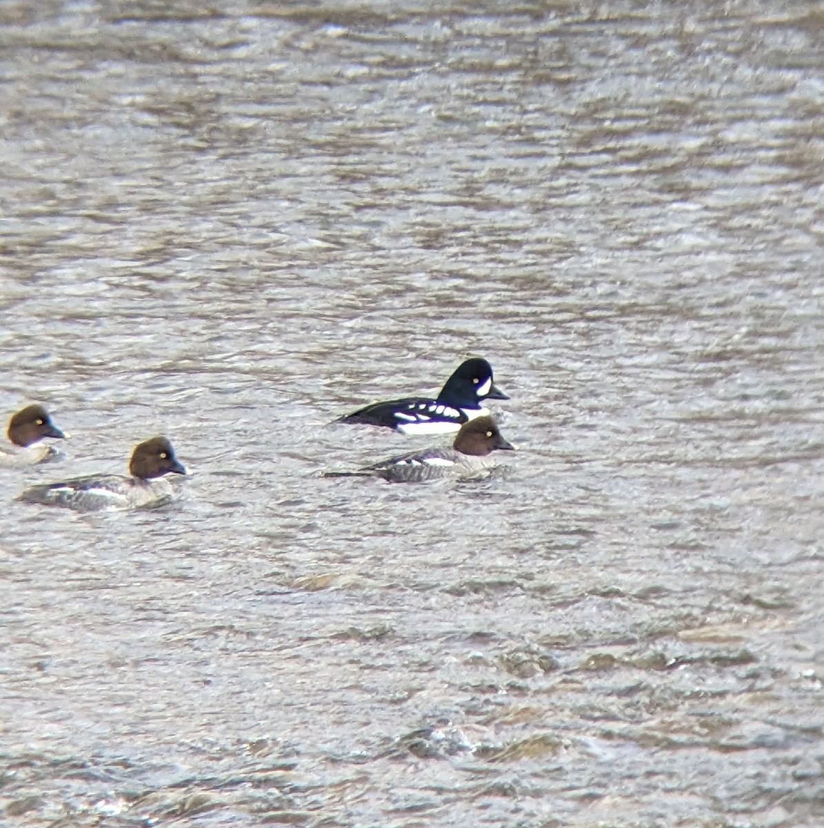 Barrow's Goldeneye - ML537190061