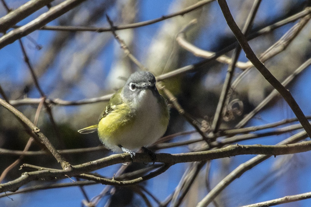 Vireo Solitario - ML537190211