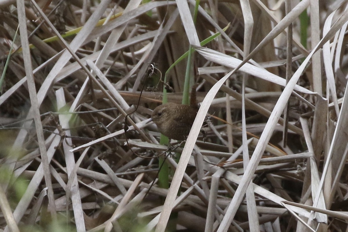 Winter Wren - ML537190881