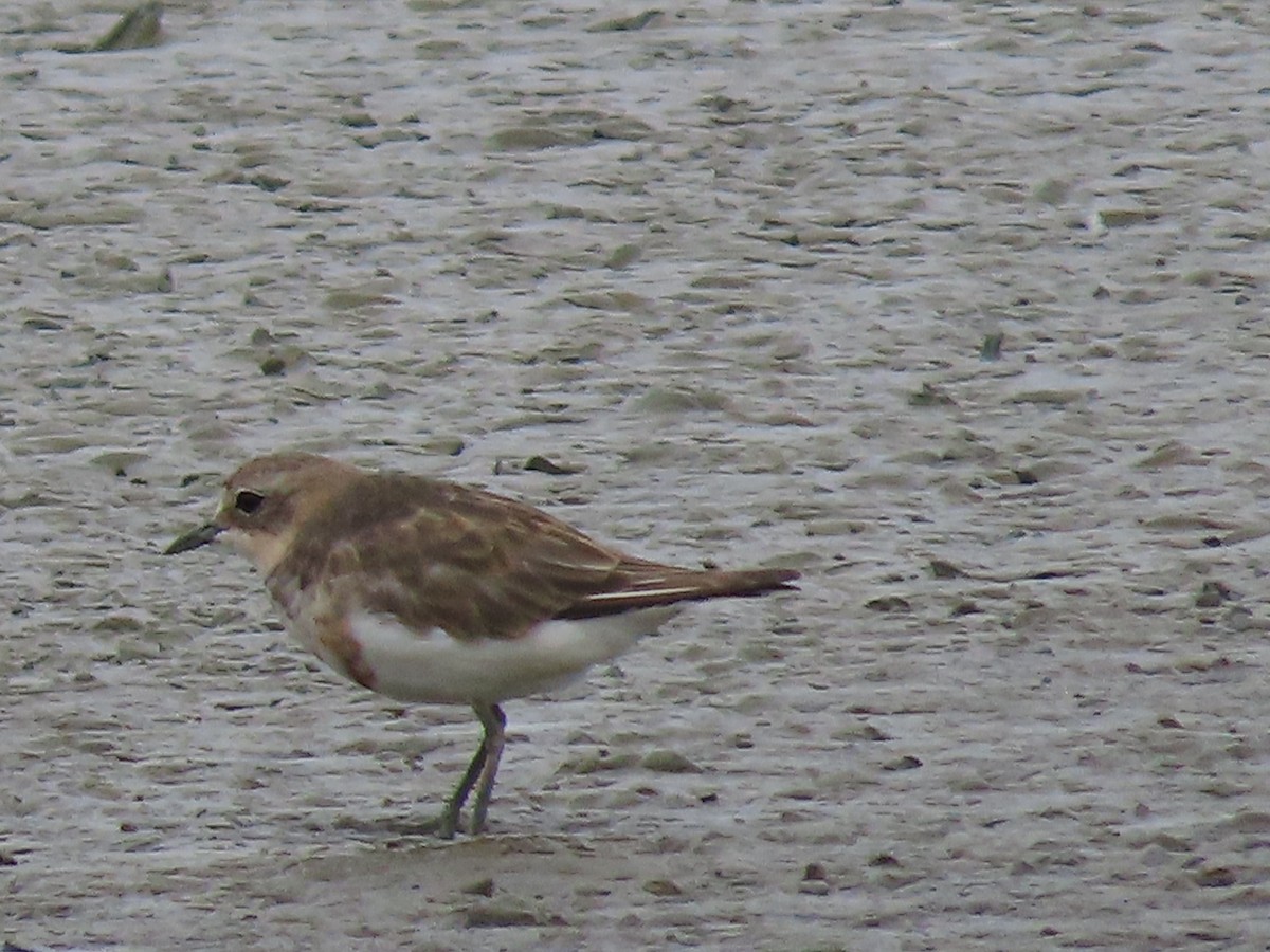 Double-banded Plover - ML537191101