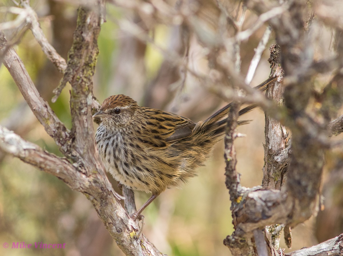 New Zealand Fernbird - Mike Vincent