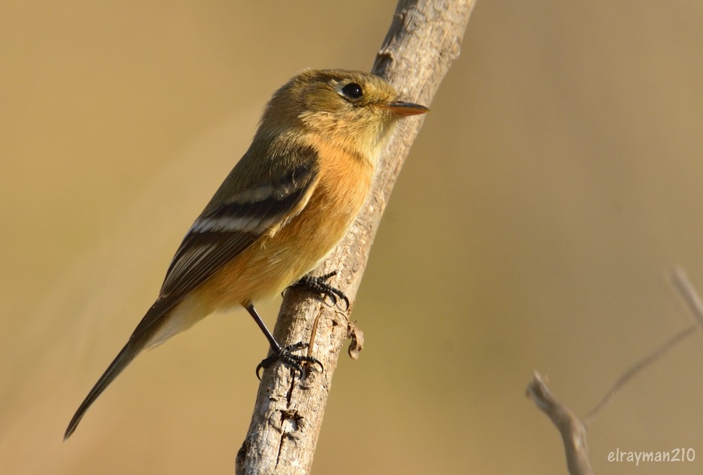 Buff-breasted Flycatcher - Ricardo Arredondo