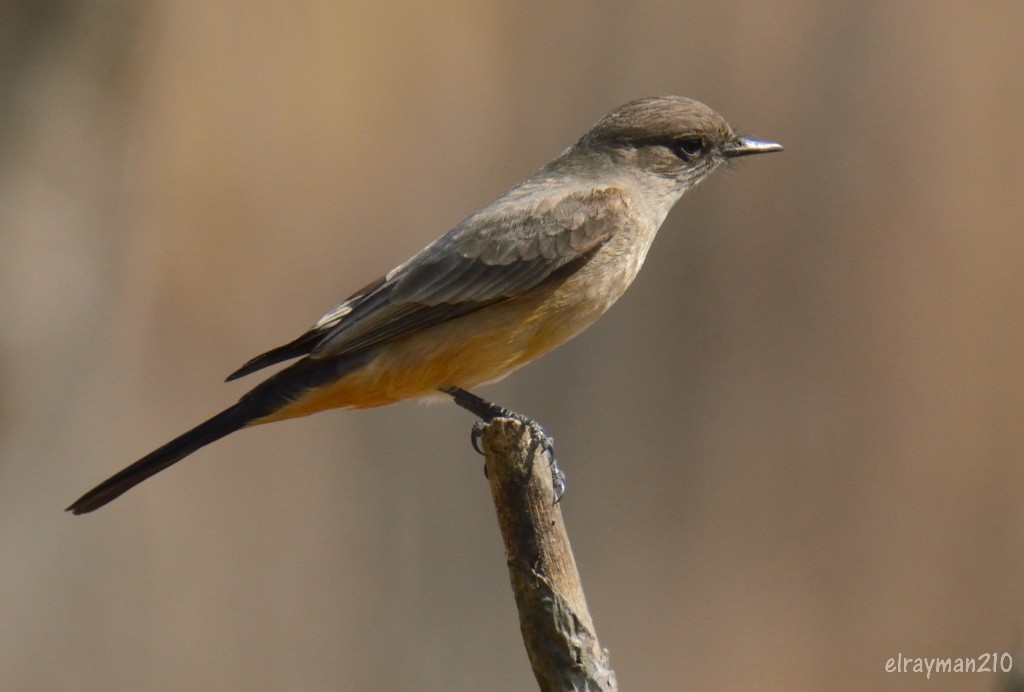 Say's Phoebe - ML537194511