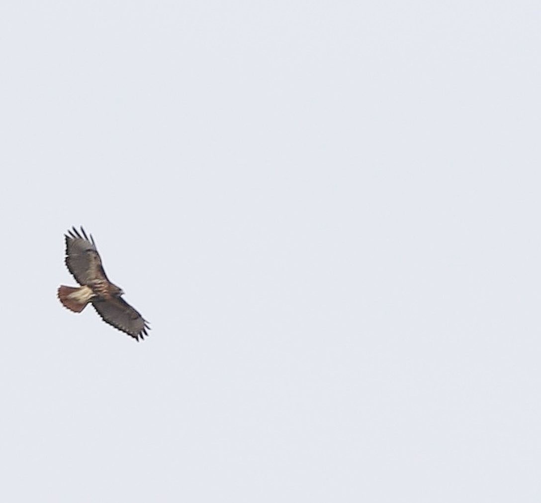 Red-tailed Hawk (abieticola) - ML537194621