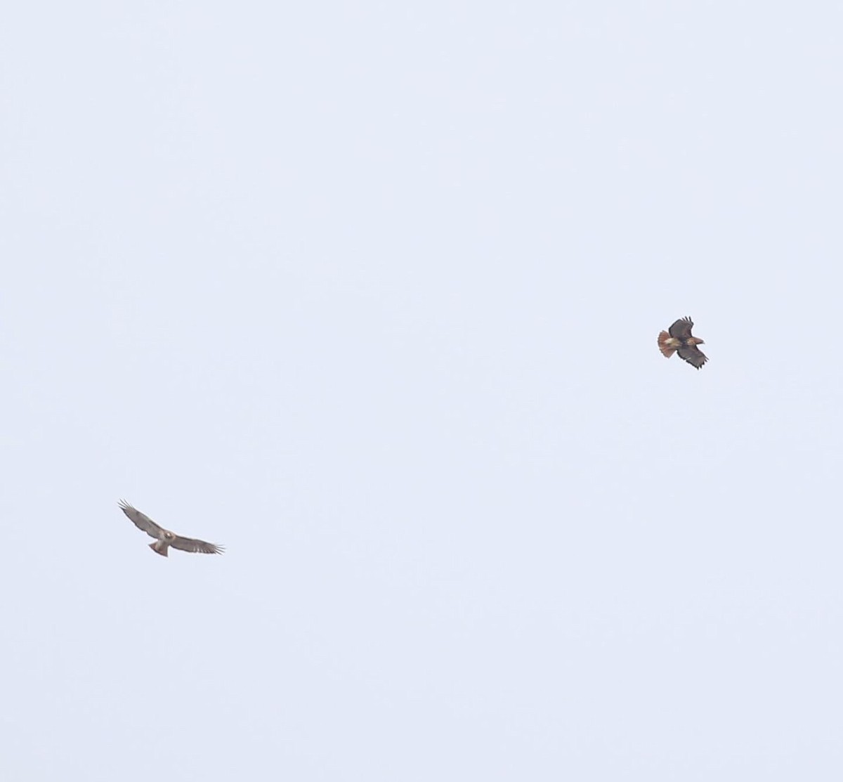 Red-tailed Hawk (abieticola) - ML537194631