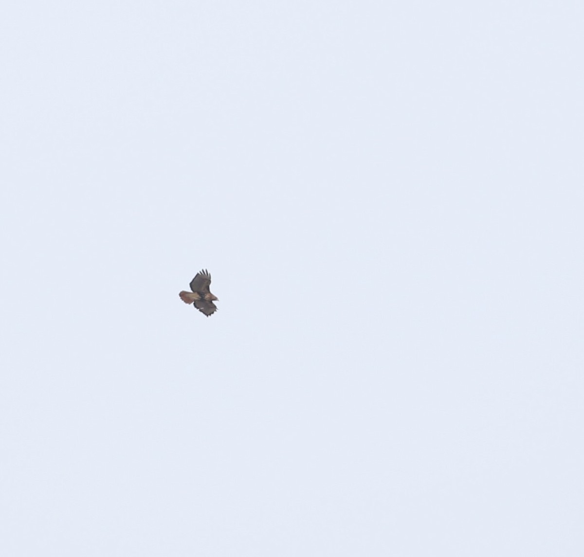 Red-tailed Hawk (abieticola) - ML537194641