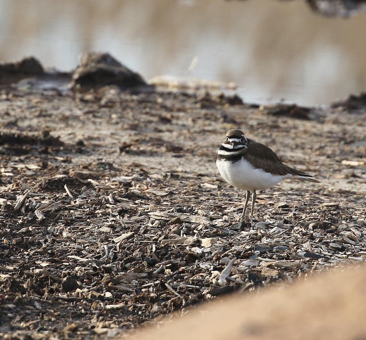 Killdeer - ML537194931