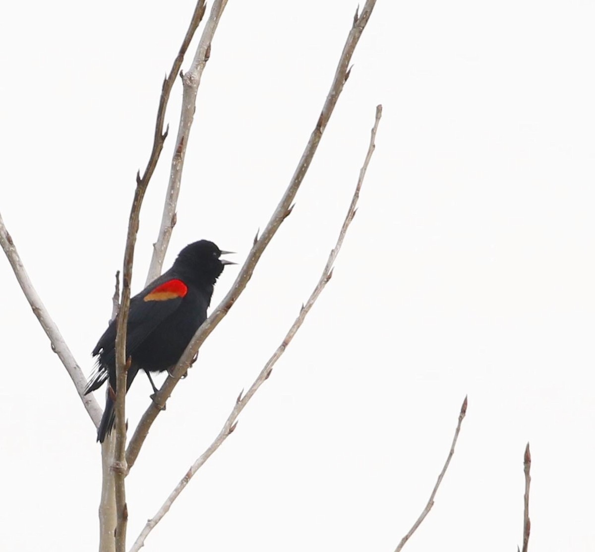 Red-winged Blackbird - ML537194981