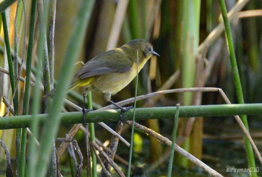 Black-polled Yellowthroat - Ricardo Arredondo