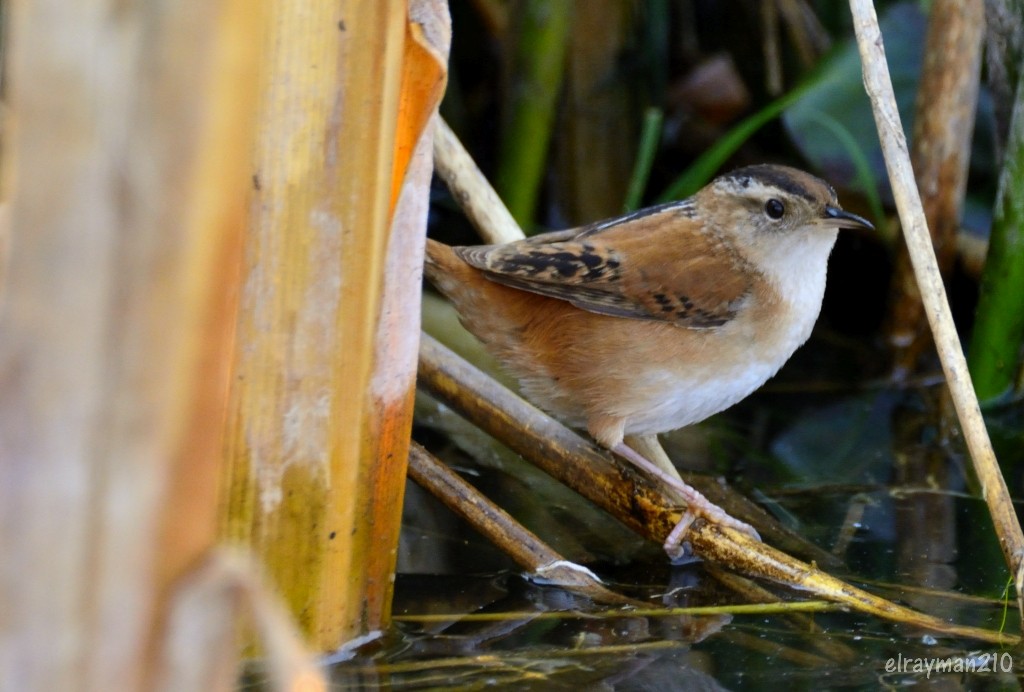 Marsh Wren - ML537196221