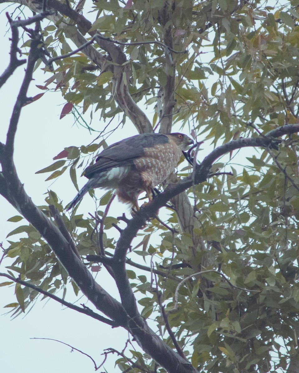 Cooper's Hawk - Andrés Verver