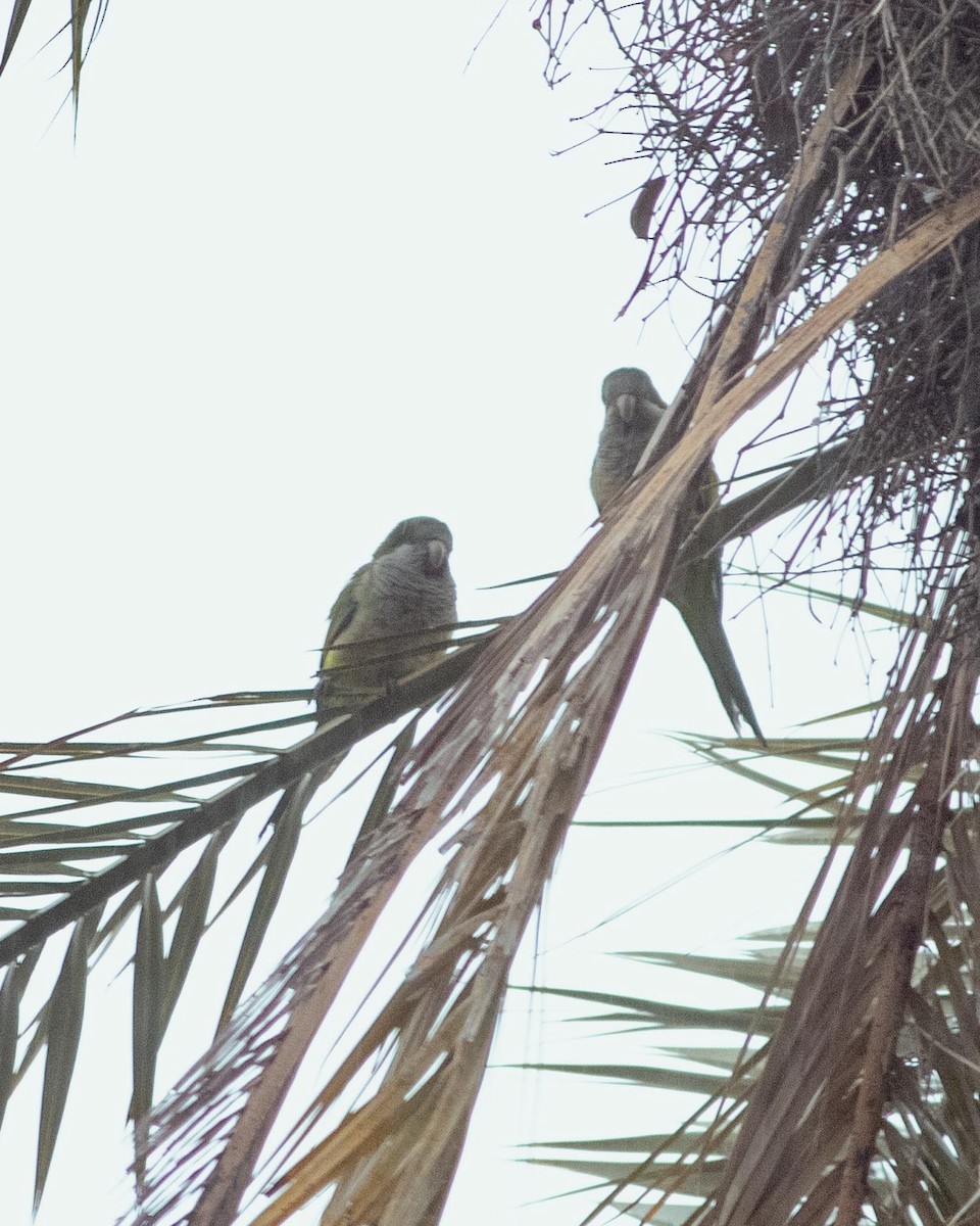 Monk Parakeet - ML537196671