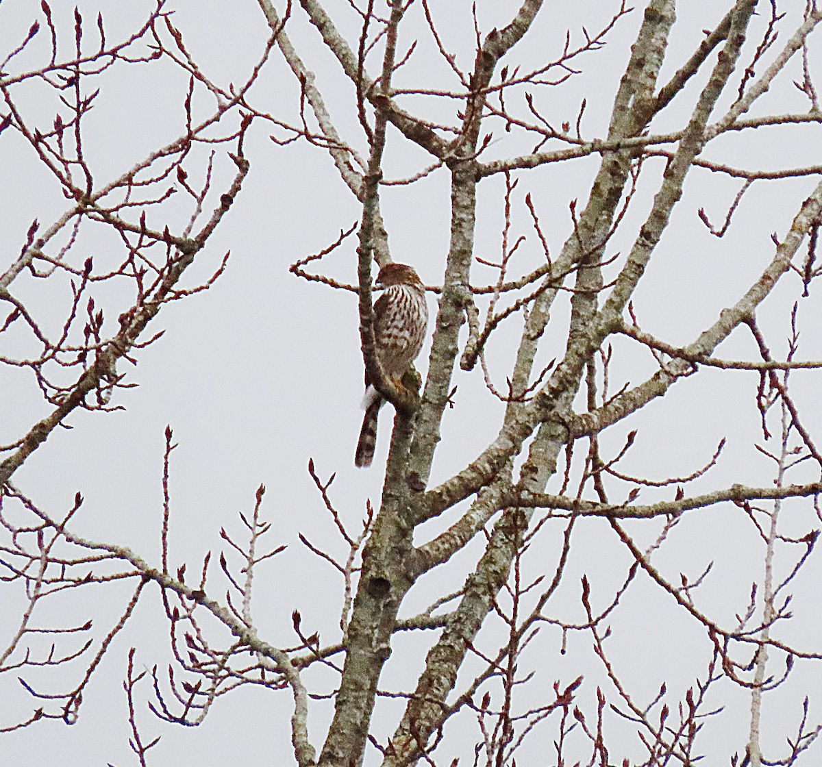 Cooper's Hawk - ML537197261