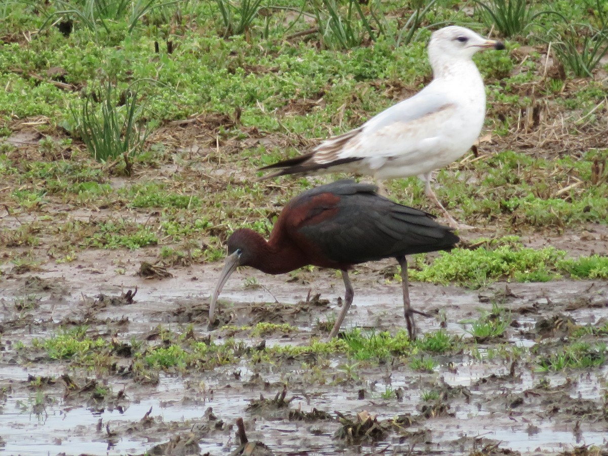 Glossy Ibis - ML53719781