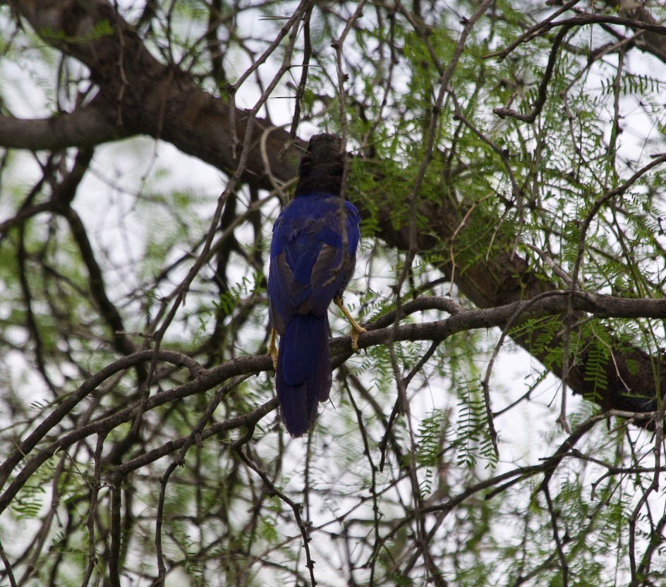 Purplish-backed Jay - ML537198941