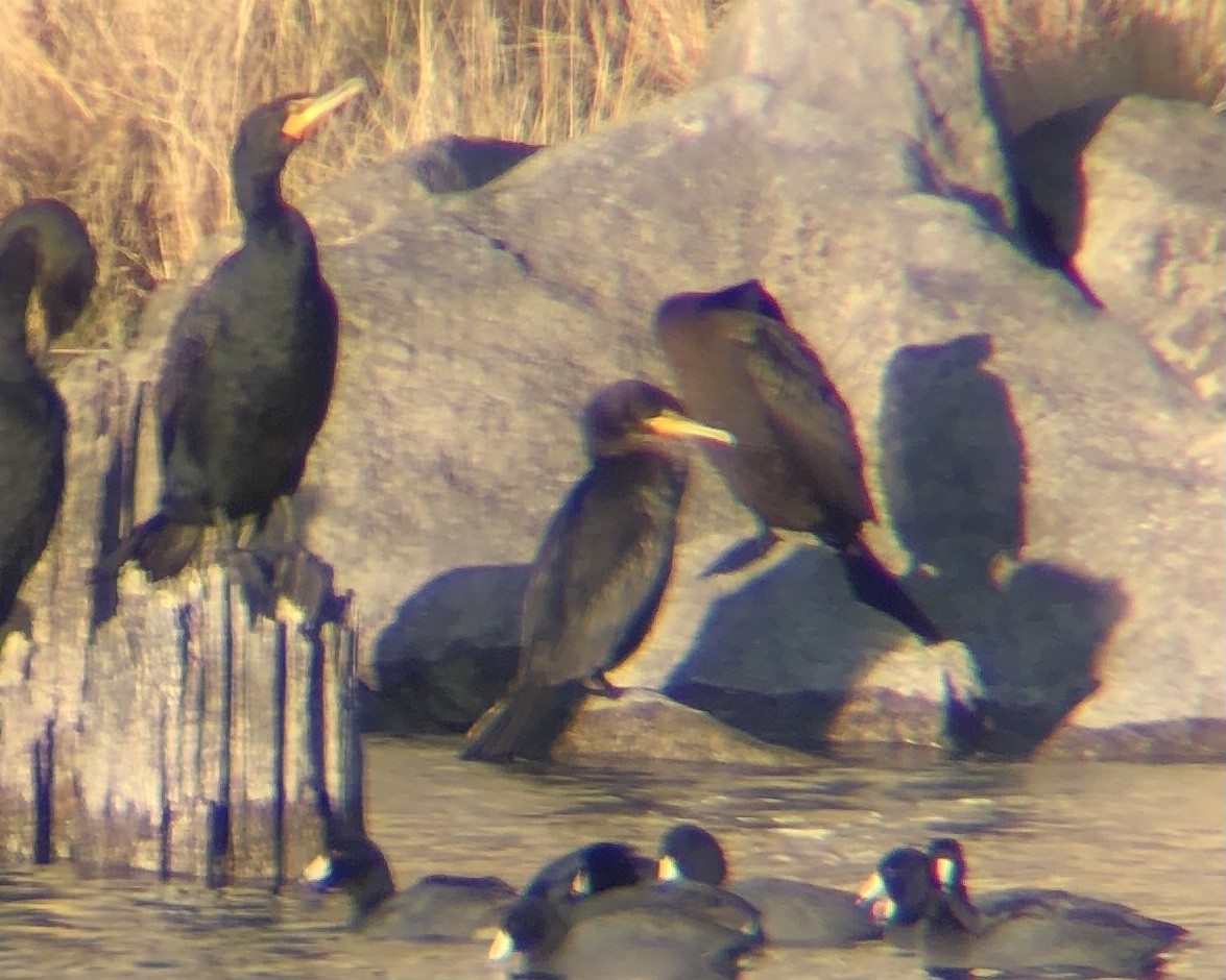 Neotropic Cormorant - ML537199661