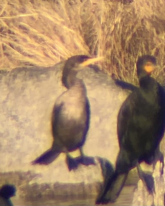 Neotropic Cormorant - ML537199671