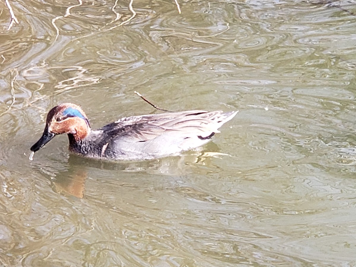 Green-winged Teal - ML537199681