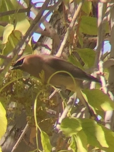 Cedar Waxwing - ML537200891