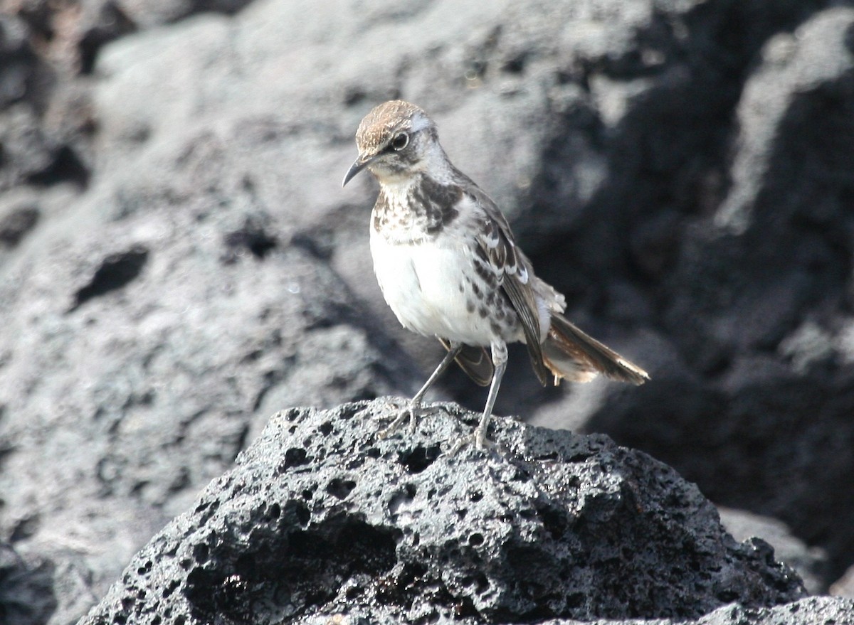 Floreana Mockingbird - ML53720311