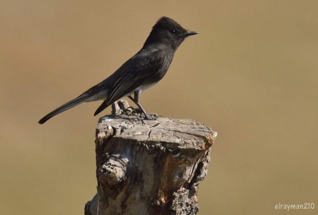 Black Phoebe - Ricardo Arredondo