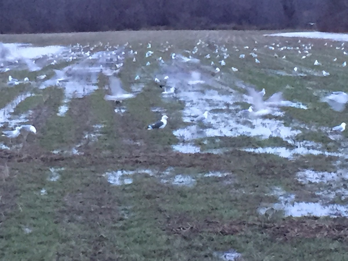 racek žlutonohý - ML53720461