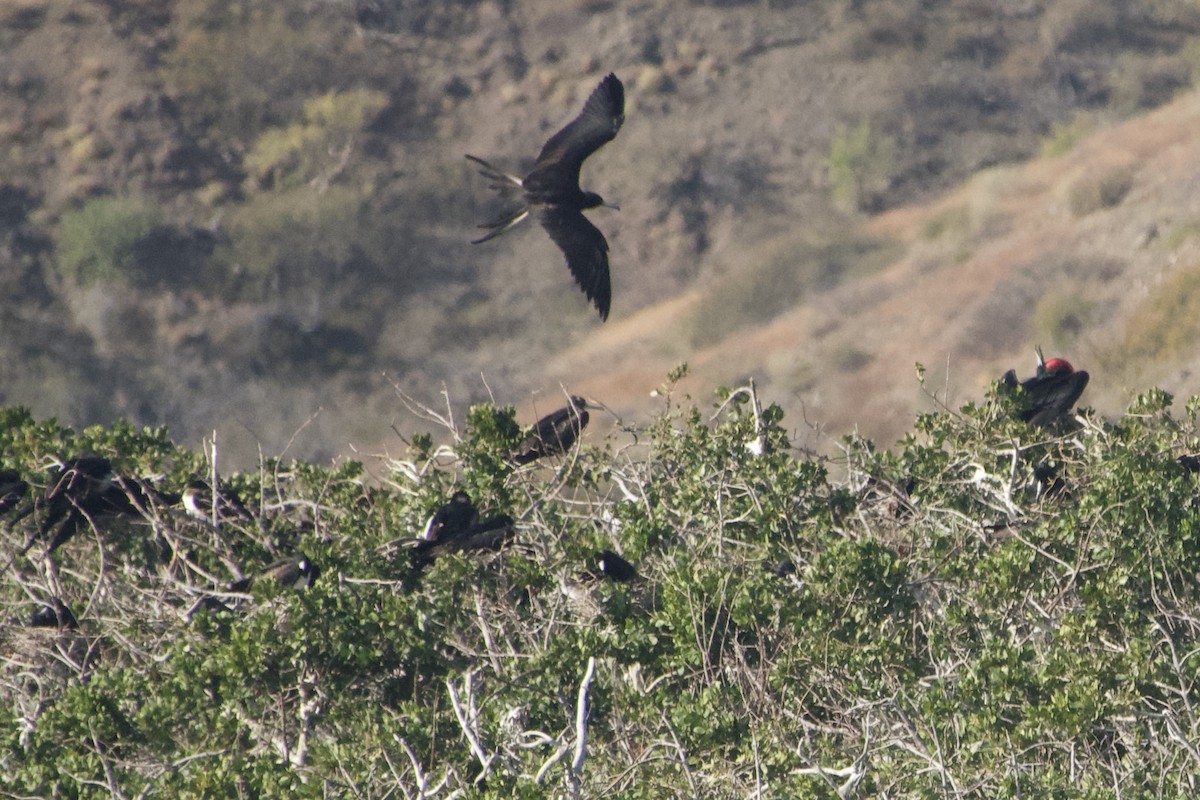 Magnificent Frigatebird - ML537204781