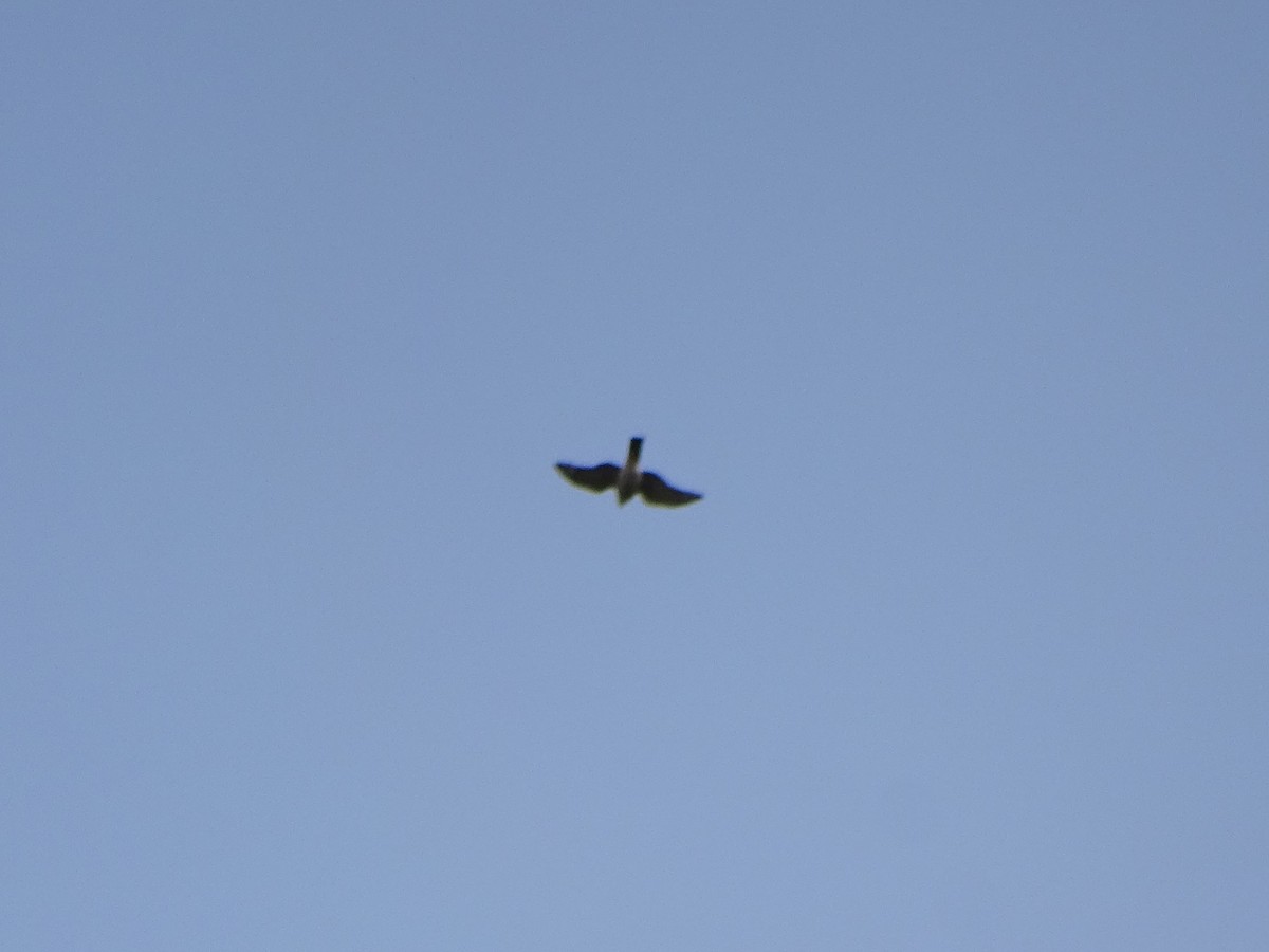 Eurasian Sparrowhawk - ML537205471