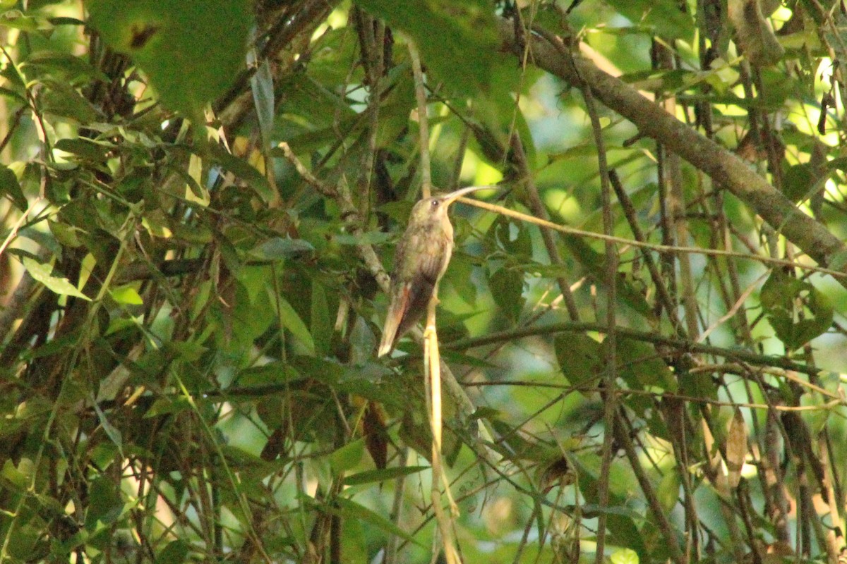 Rufous-breasted Hermit - ML537205511