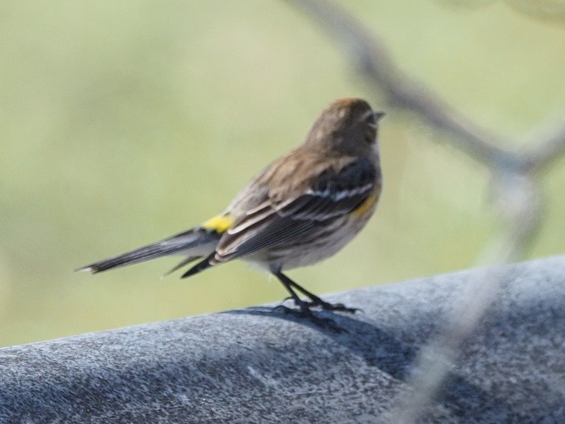 Yellow-rumped Warbler - ML537205951