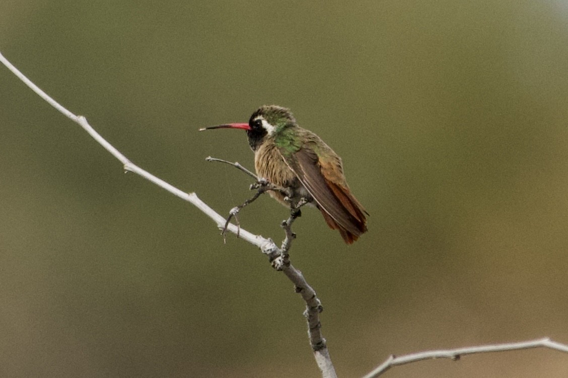 Xantus's Hummingbird - ML537207661