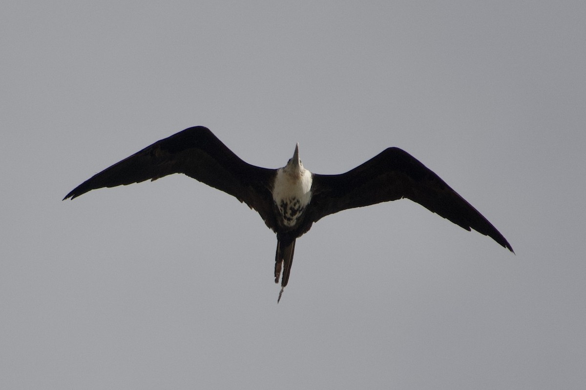 Magnificent Frigatebird - ML537207991